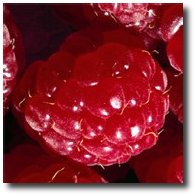 Une framboise