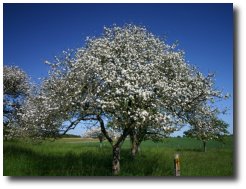 La pomme