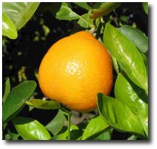 L’orange