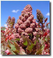 Le quinoa