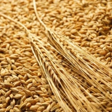Le blé