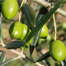 L'huile d'olive