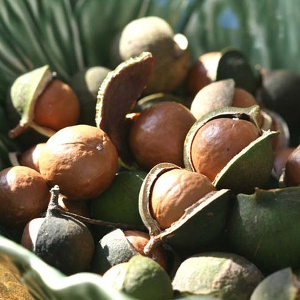 La noix de macadamia